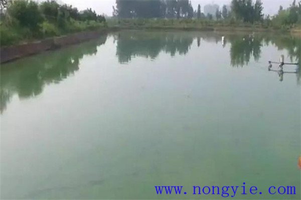 施肥要看魚情、看水色、看天氣
