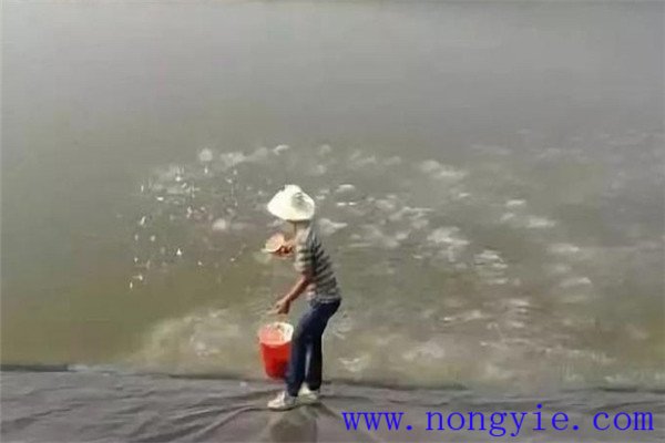 入夏勤施、盛暑穩(wěn)施、秋涼重施