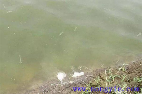 施肥要注意改善魚苗、魚種池水質(zhì)