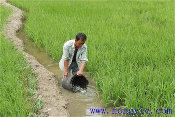 利用稻田培育魚(yú)苗、魚(yú)種