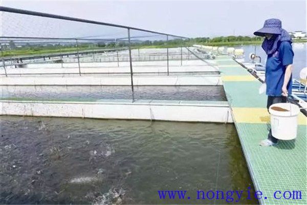 保證飼料質(zhì)量、掌握好投喂量