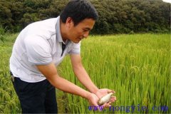 稻田養(yǎng)魚為什么不普及，其限制性因素有哪些？