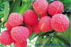 荔枝什么時(shí)候成熟上市 荔枝各地什么時(shí)間種植？