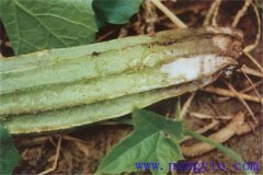 絲瓜果腐病的癥狀是什么，如何防治與預(yù)防？