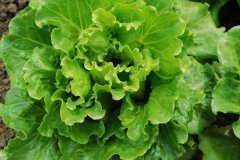 生菜是葉用萵苣嗎？生菜的形態(tài)特征及其三個種