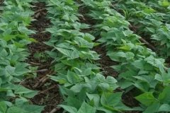 黑豆什么時間種植，黑豆對生長環(huán)境的要求有哪