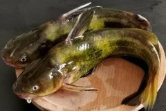 如何宰殺黃骨魚、怎么清洗，怎么挑選黃骨魚