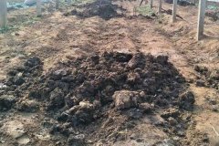 雞糞如何發(fā)酵有機(jī)肥，干雞糞和濕雞糞哪個好？