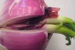 洋蔥發(fā)芽能不能吃，怎么避免洋蔥發(fā)芽？