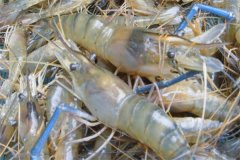 如何使用茶粕清塘、刺激羅氏沼蝦蛻殼生長(zhǎng)？