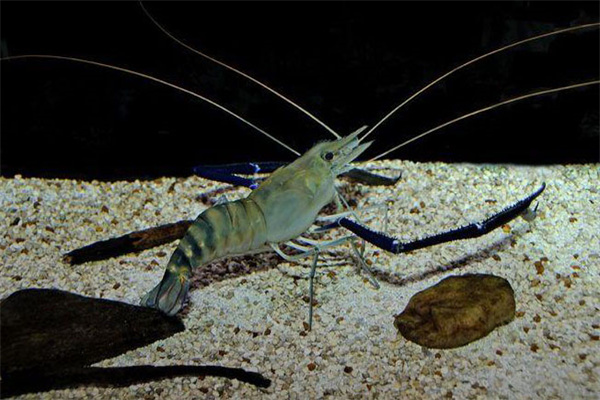 沼蝦的生活習性如何