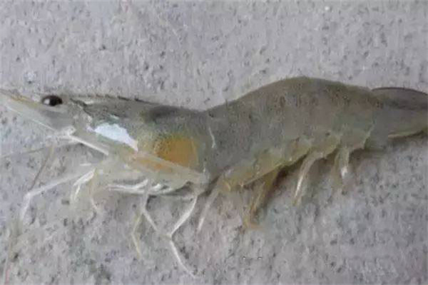 羅氏沼蝦細菌性壞死病的防治技術(shù)要點