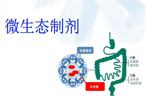 微生態(tài)制劑的作用原理
