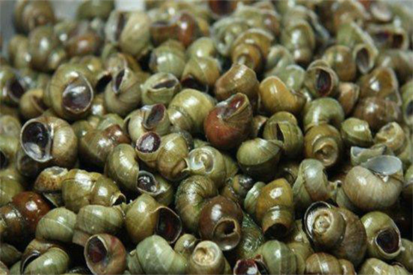 種植水草，投放螺獅