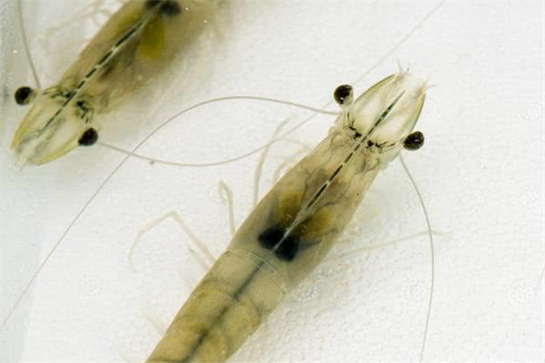 對蝦蛻皮的四個時(shí)期（階段）