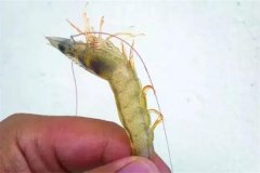 對(duì)蝦偷死是什么原因，應(yīng)如何處理，如何預(yù)防？