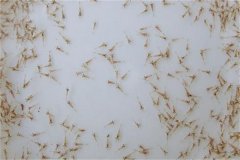 怎樣養(yǎng)好蝦，對(duì)當(dāng)前養(yǎng)蝦業(yè)發(fā)展的幾點(diǎn)看法