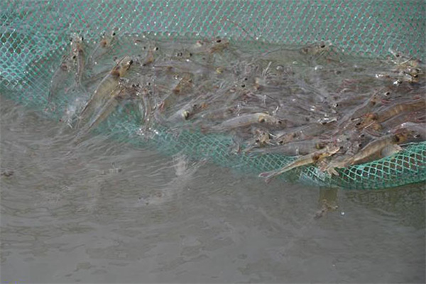 防治對(duì)蝦疾病使用藥物時(shí)應(yīng)注意哪些問題