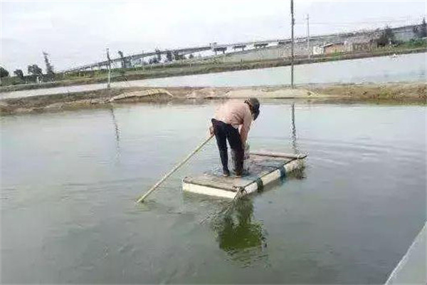 對蝦對溫度、鹽度的適應(yīng)是怎樣的