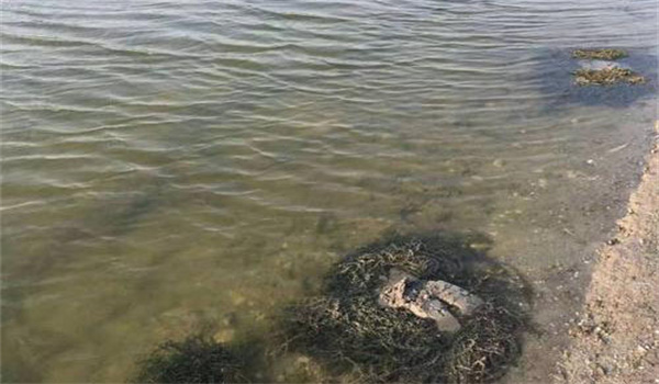 清整消毒、保證水質(zhì)