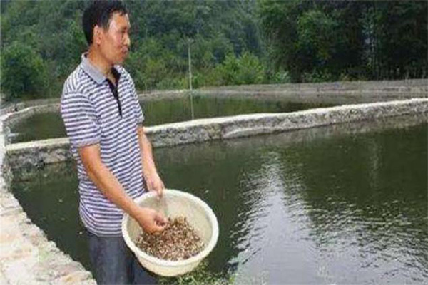 堅持定點(diǎn)投喂