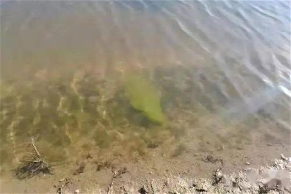 施足基肥，巧施追肥