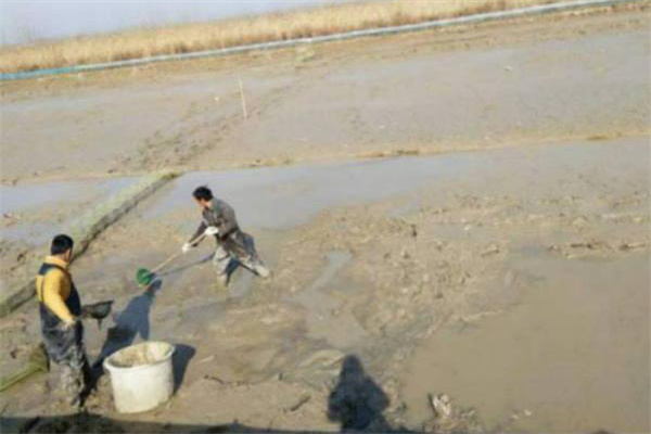 清塘消毒，改良底質(zhì)