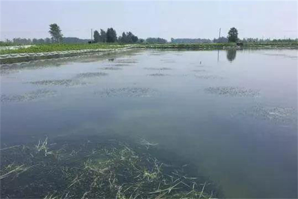 栽種水草，嚴格管護