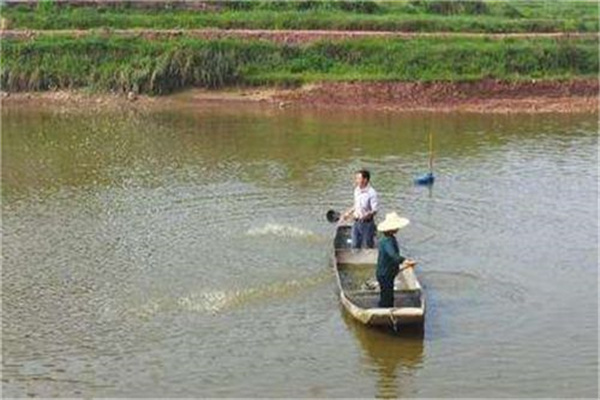 培育基礎(chǔ)餌料