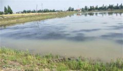 池塘養(yǎng)蟹如何進行水質管理？