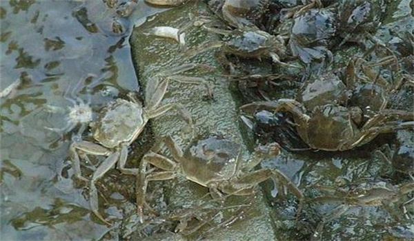 個(gè)體健壯、無(wú)病害