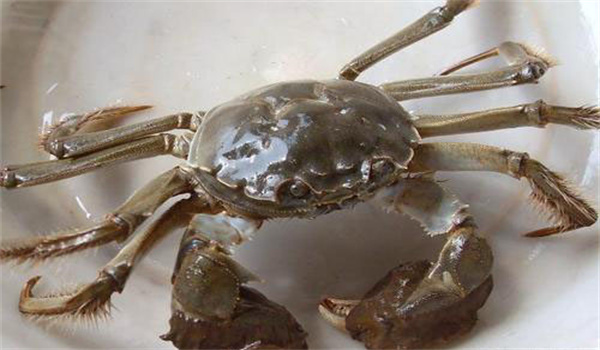 注意不同水系體形、體重差異