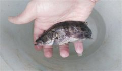 常見(jiàn)的魚病有幾種類型，病毒性魚病有幾種