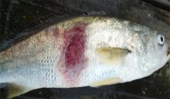 腸炎病，豎鱗病等細(xì)菌性魚病防治技術(shù)問(wèn)答