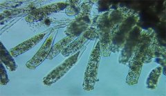 診斷魚病的方法有哪些？