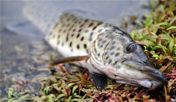 魚(yú)類的營(yíng)養(yǎng)病