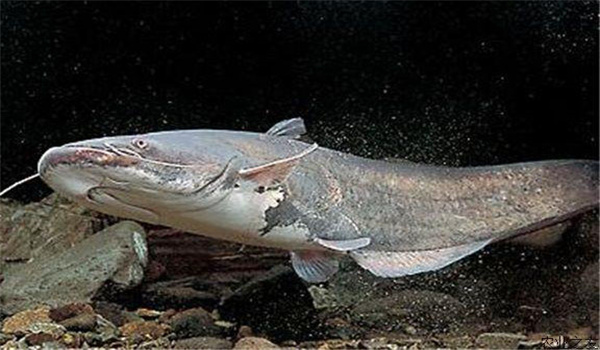 魚(yú)虱病的防治方法