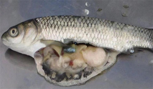 魚(yú)的肝臟病