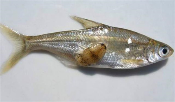 魚(yú)類的綜合病