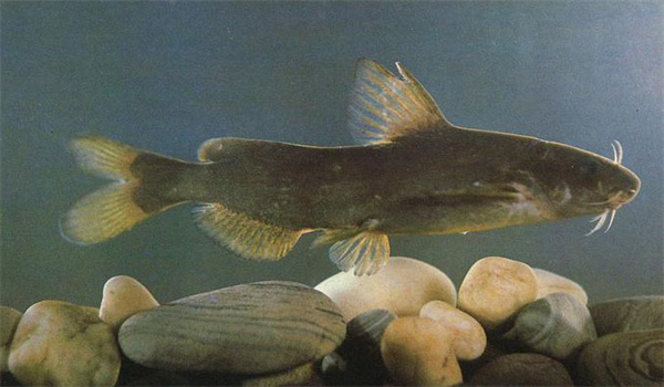 長吻鮠親本的喂食要點