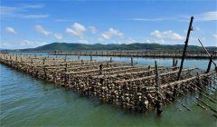 怎樣選擇養(yǎng)蠣場(chǎng)地，牡蠣養(yǎng)殖場(chǎng)地的條件是什么