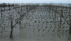 怎樣確定牡蠣采苗期，選用什么樣的采苗器較好