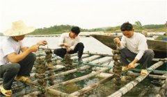 河蚌怎樣采捕、運(yùn)輸與暫養(yǎng)