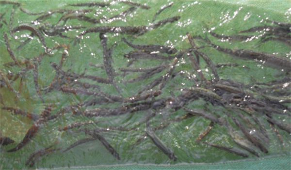 翹嘴紅鲌的魚(yú)種運(yùn)輸