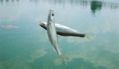 釣到的白條魚能養(yǎng)活嗎？釣白條魚要注意什么？