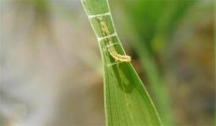 稻縱卷葉螟用什么藥防治，其發(fā)生規(guī)律是什么？