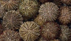 我國主要經(jīng)濟海膽品種的形態(tài)、生態(tài)、生活習(xí)性