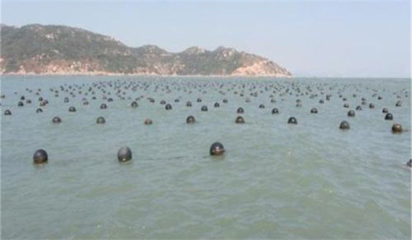 怎樣選擇、處理和投放扇貝采苗附著基