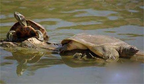 鱉白斑病十大防治方法