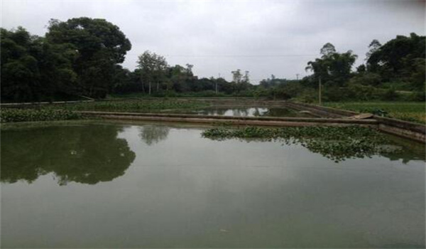 養(yǎng)鱉場地的環(huán)境要求